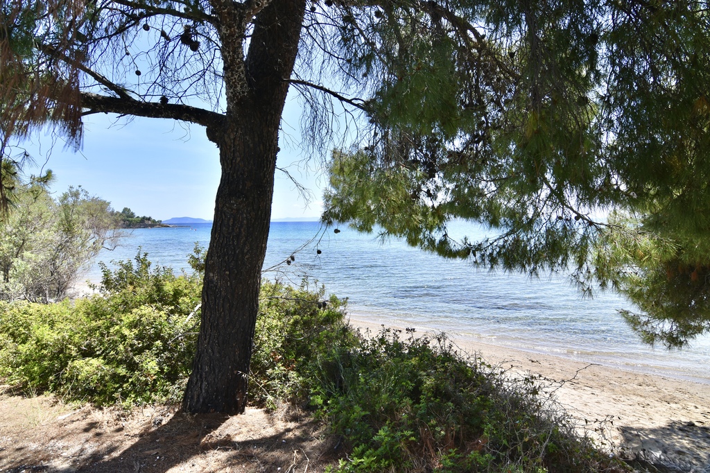 La Casa Del Olivo, Villa4you, Akti Elias, Sithonia, Halkidiki, Greece, 05